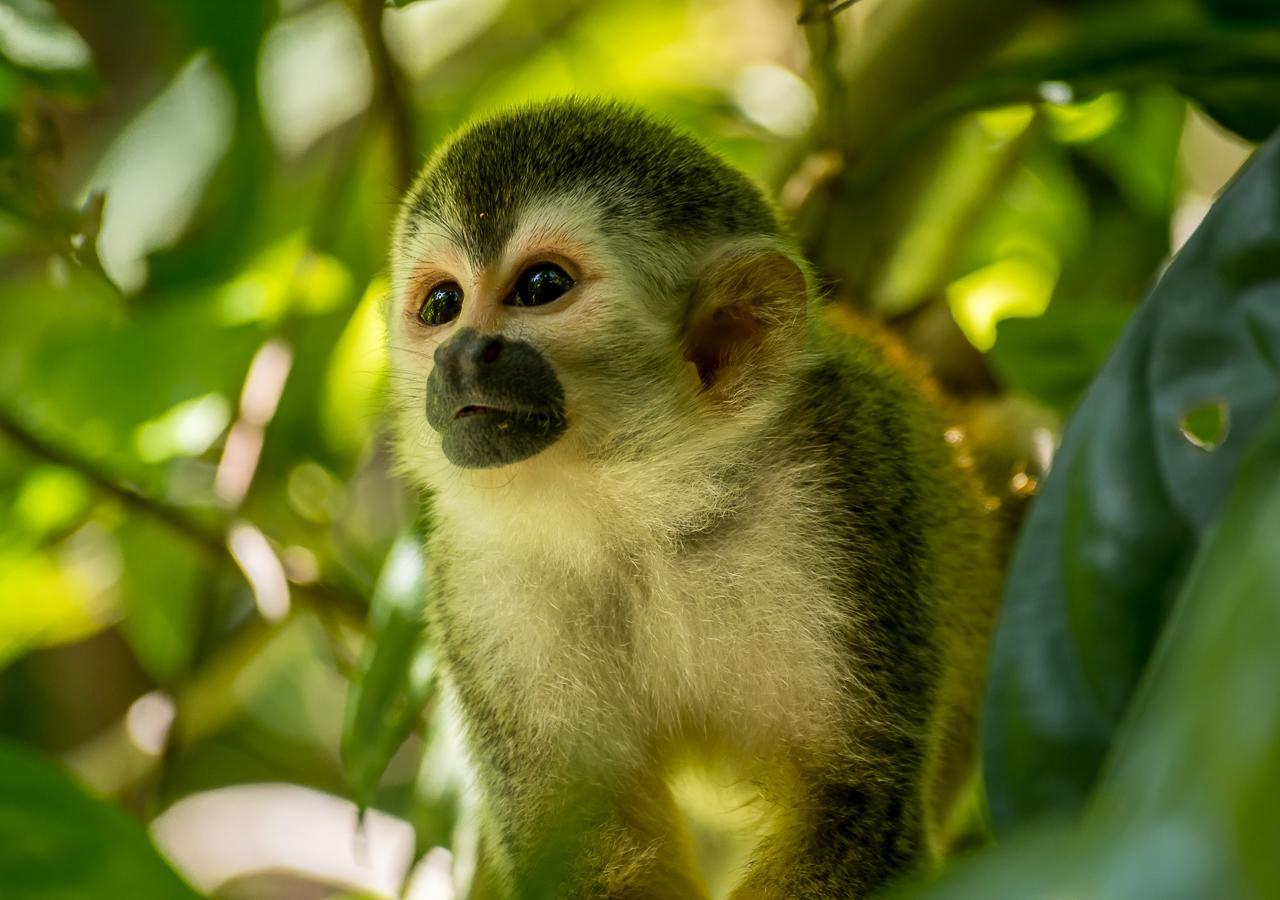 Hotel Manuel Antonio Zewnętrze zdjęcie