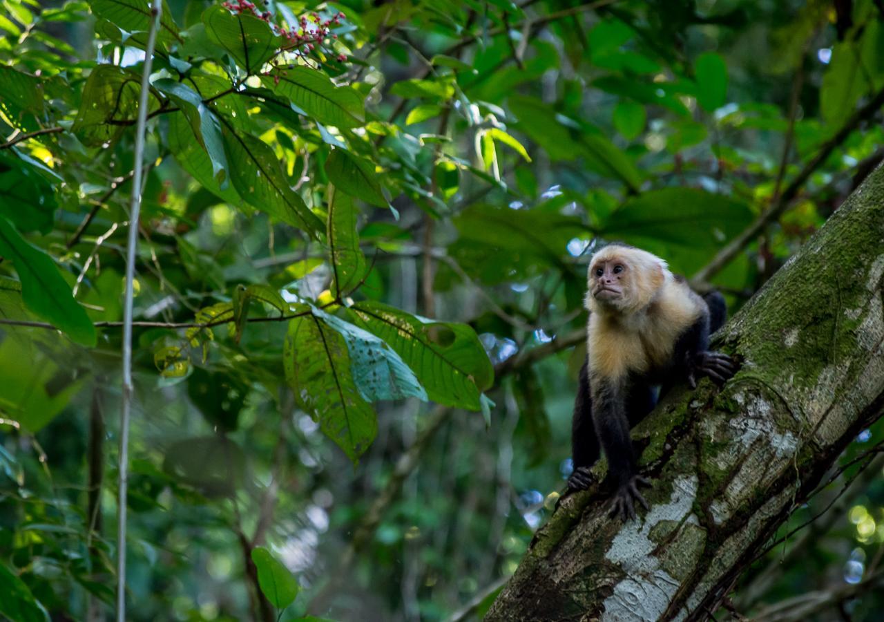 Hotel Manuel Antonio Zewnętrze zdjęcie