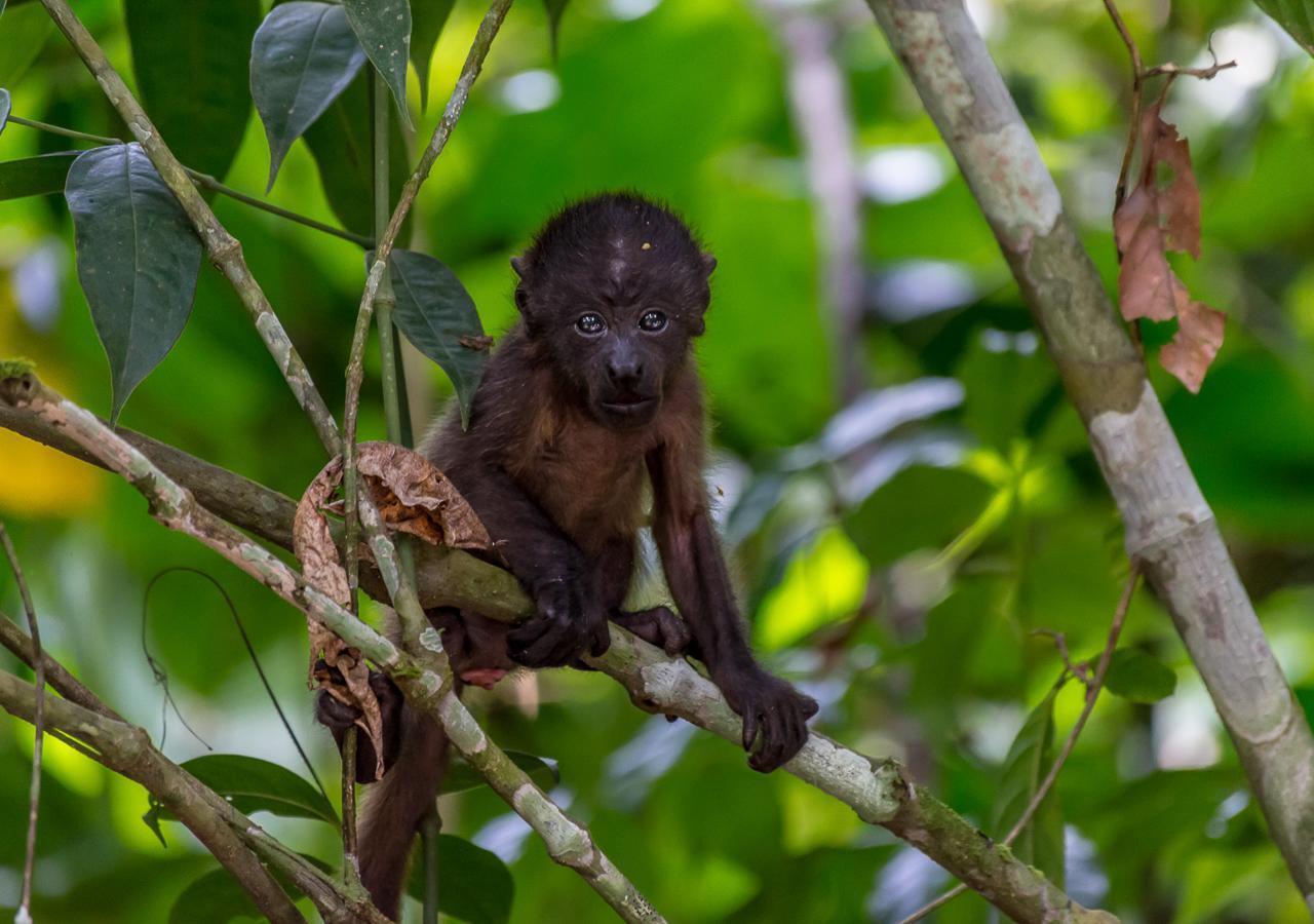 Hotel Manuel Antonio Zewnętrze zdjęcie