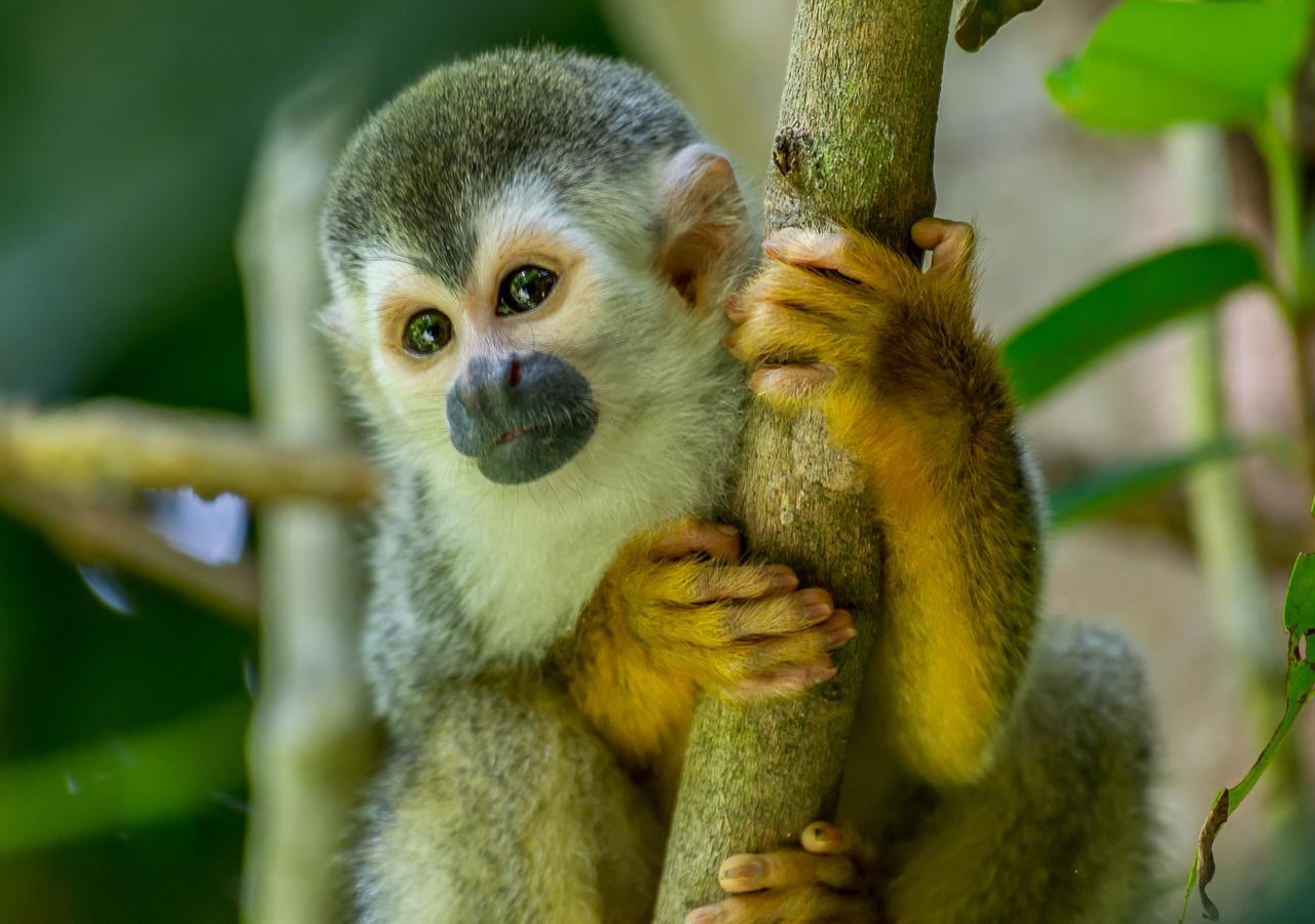 Hotel Manuel Antonio Zewnętrze zdjęcie